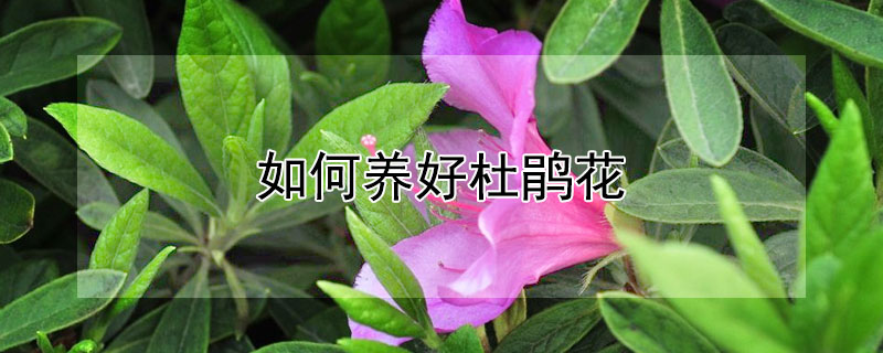 如何養好杜鵑花