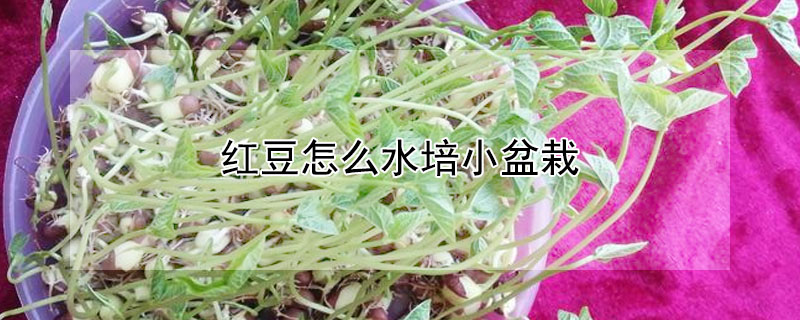 紅豆怎麼水培小盆栽