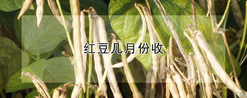 紅豆幾月份收