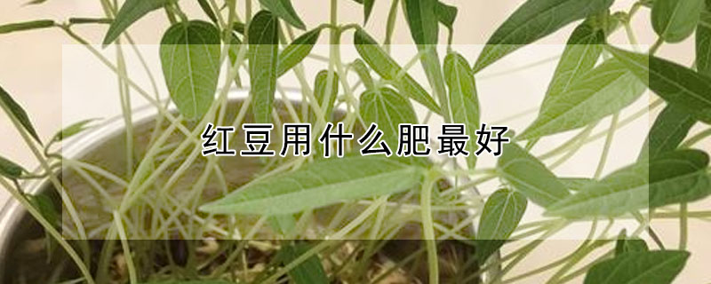 紅豆用什麼肥最好