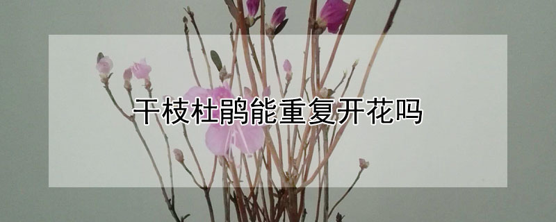 幹枝杜鵑能重複開花嗎