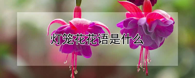 燈籠花花語是什麼