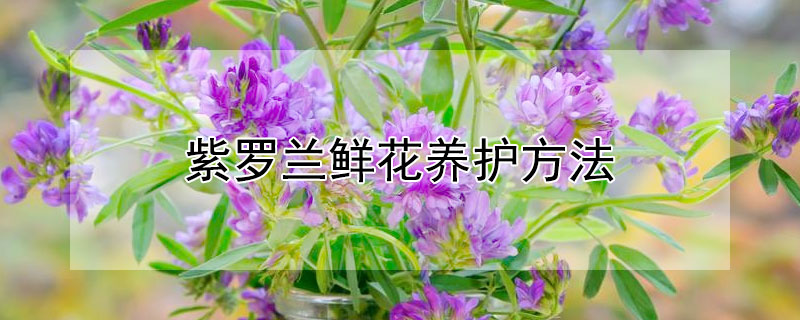 紫羅蘭鮮花養護方法