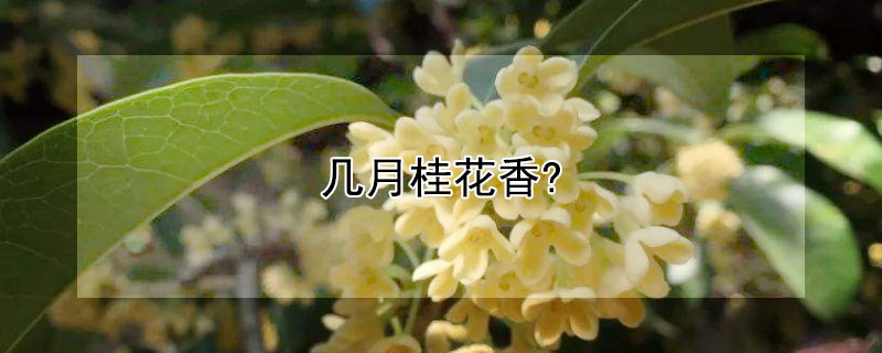 幾月桂花香?