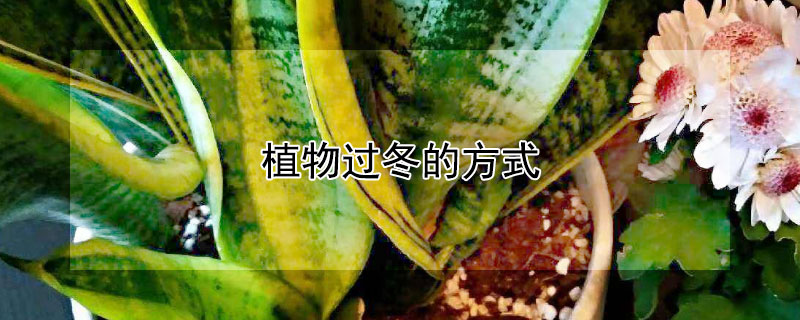 植物過冬的方式