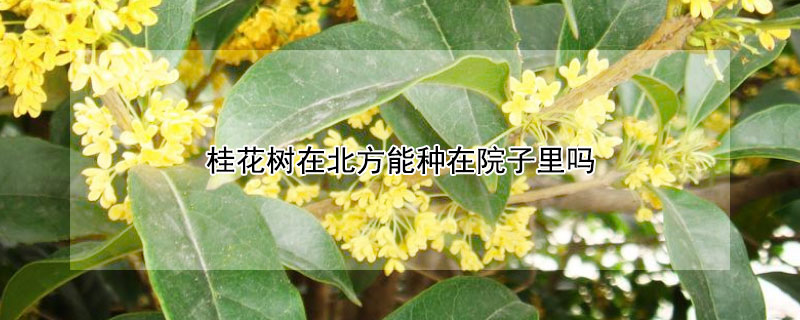 桂花樹在北方能種在院子裏嗎