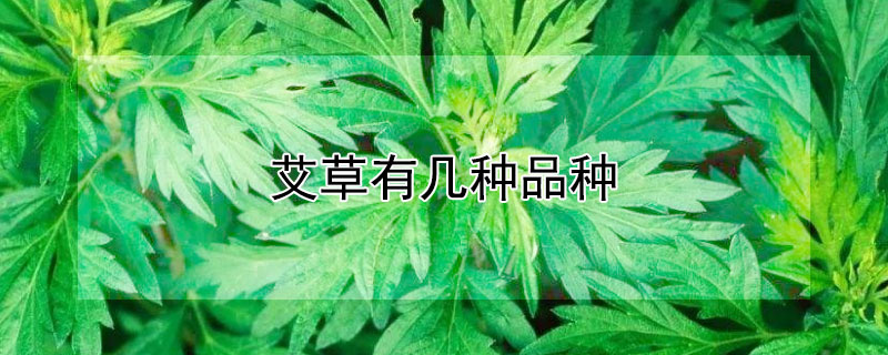 艾草有幾種品種