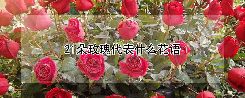 21朵玫瑰代表什麼花語