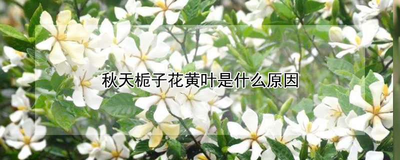 秋天梔子花黃葉是什麼原因