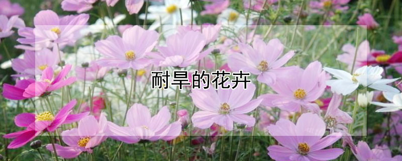 耐旱的花卉