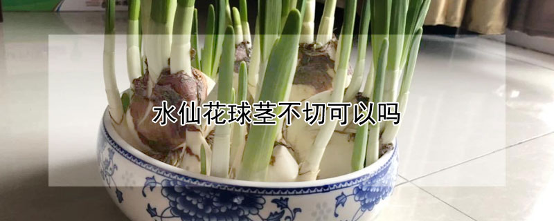 水仙花球莖不切可以嗎