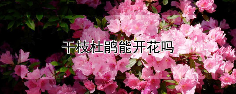 幹枝杜鵑能開花嗎