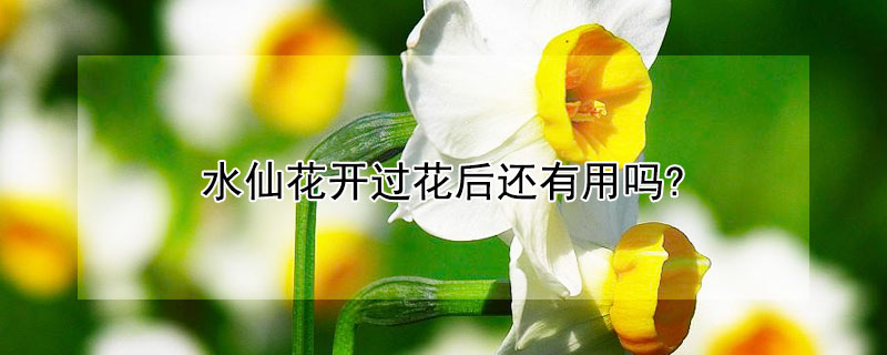 水仙花開過花後還有用嗎 發財農業網