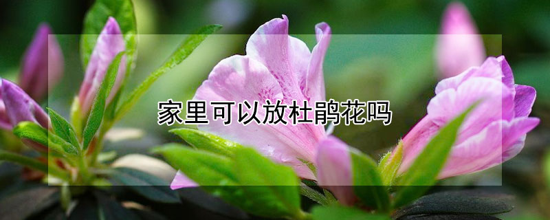 家裏可以放杜鵑花嗎