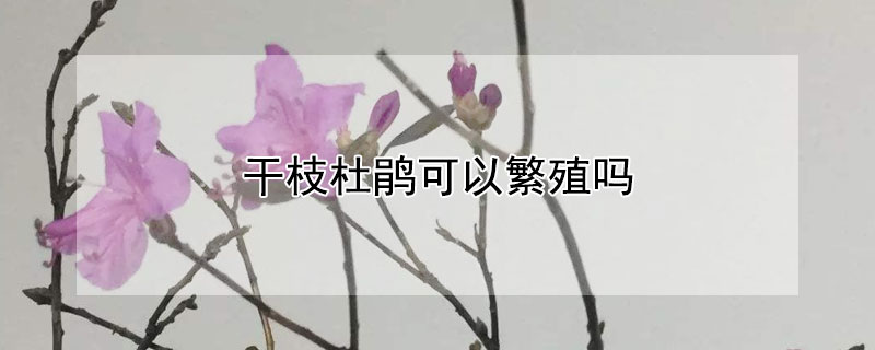 幹枝杜鵑可以繁殖嗎