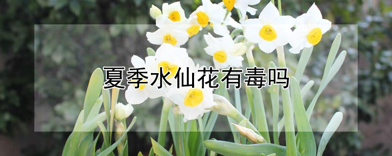 夏季水仙花有毒嗎