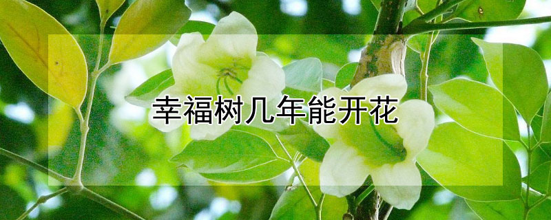 幸福樹幾年能開花