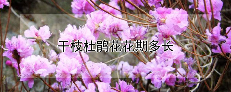 幹枝杜鵑花花期多長