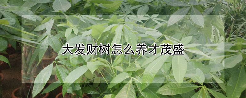 大發財樹怎麼養才茂盛