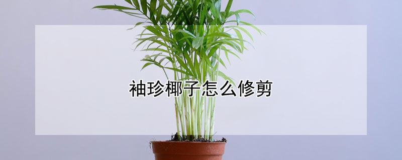 袖珍椰子怎麼修剪