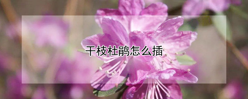 幹枝杜鵑怎麼插