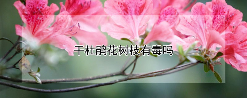 幹杜鵑花樹枝有毒嗎