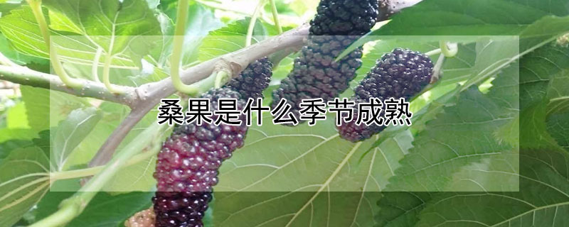 桑果是什麼季節成熟