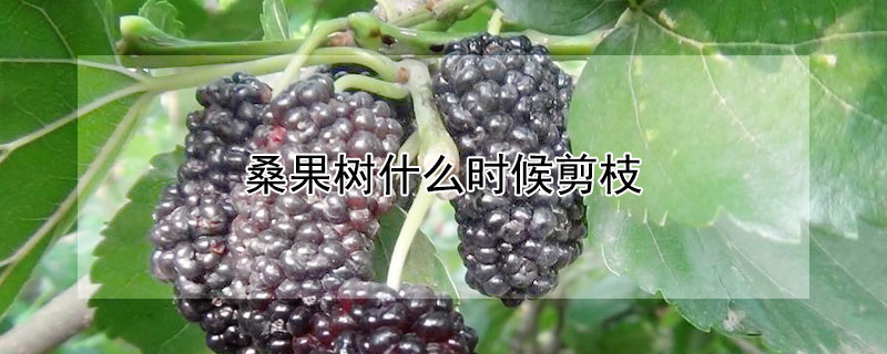 桑果樹什麼時候剪枝