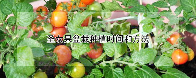 聖女果盆栽種植時間和方法