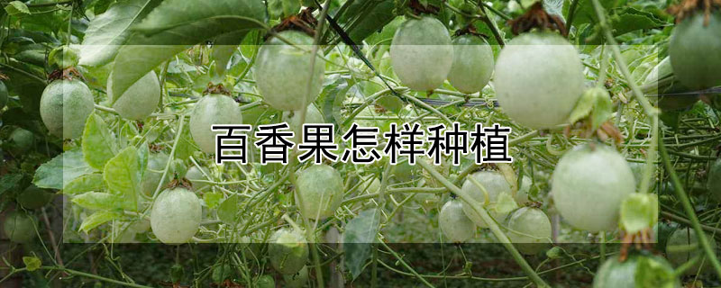 百香果怎樣種植