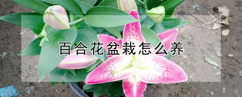 百合花盆栽怎麼養