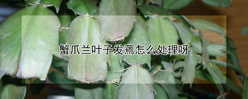 蟹爪蘭葉子發蔫怎麼處理呀