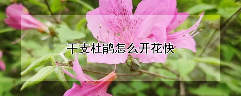 幹支杜鵑怎麼開花快