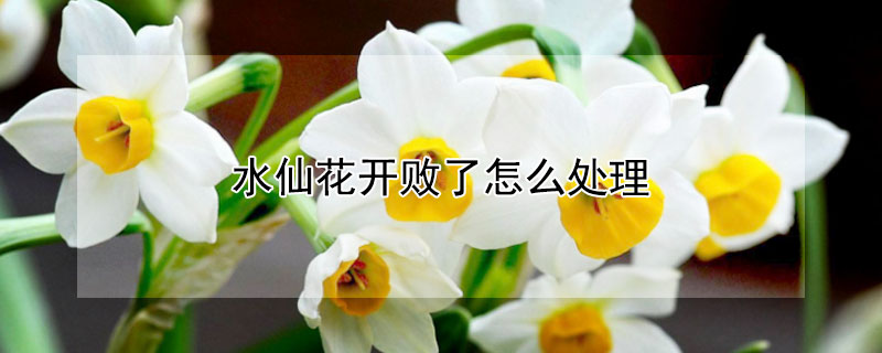 水仙花開敗了怎麼處理