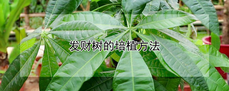 發財樹的培植方法