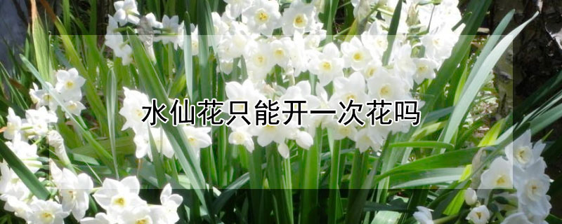 水仙花隻能開一次花嗎