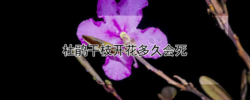 杜鵑幹枝開花多久會死