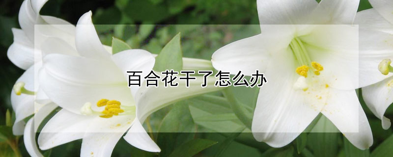 百合花幹了怎麼辦