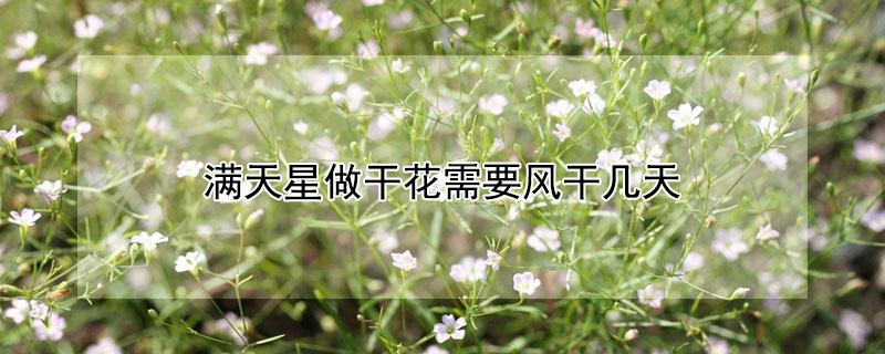 滿天星做幹花需要風幹幾天