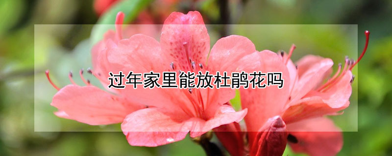 過年家裏能放杜鵑花嗎