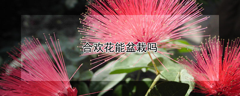 合歡花能盆栽嗎