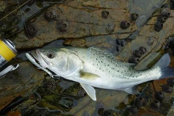 鱸魚是海魚嗎