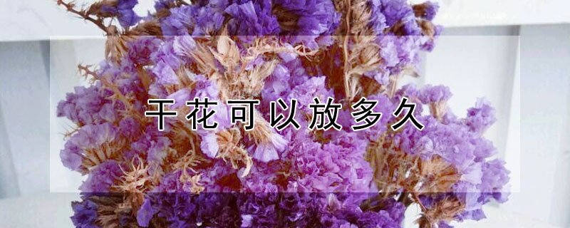 幹花可以放多久