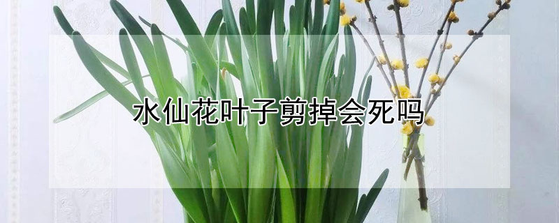 水仙花葉子剪掉會死嗎