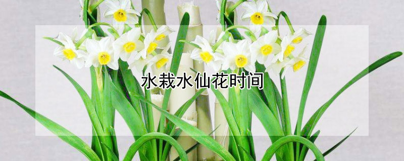 水栽水仙花時間