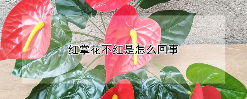 紅掌花不紅是怎麼回事