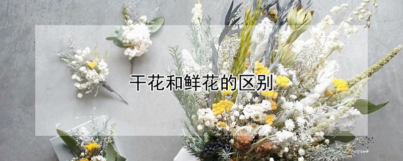 幹花和鮮花的區別