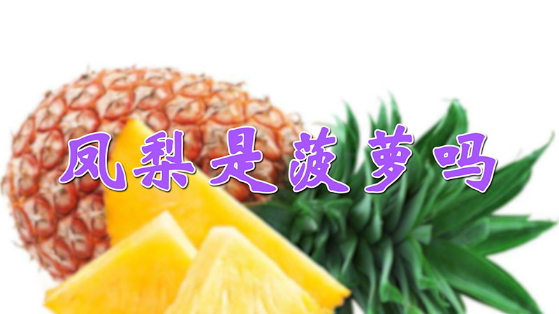 鳳梨是菠蘿嗎