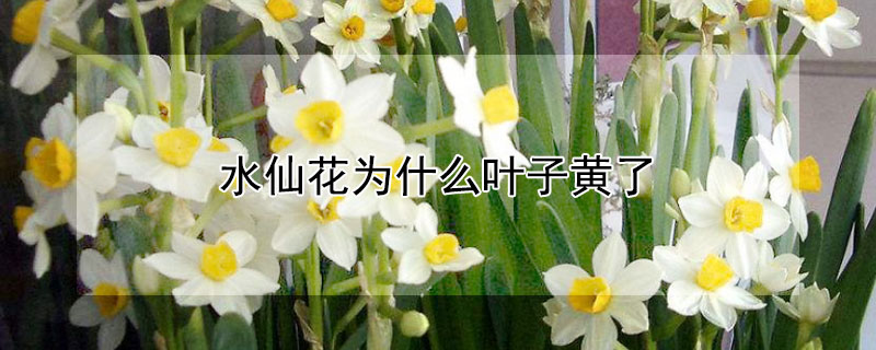 水仙花為什麼葉子黃了