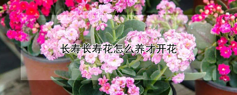 長壽長壽花怎麼養才開花